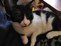 Ласковый котик ищет любящих хозяев, фотография 4