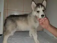 сибирский хаски, фотография 3