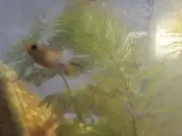 Моллинезия желтая