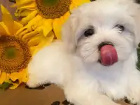 Щенки мальтийской болонки. Мальтезе., фотография 10