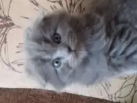 Продам котят