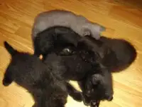Отдадим в хорошие руки котят, фотография 7