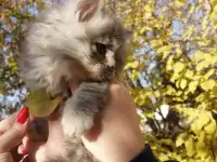 Котята бесплатно, фотография 10