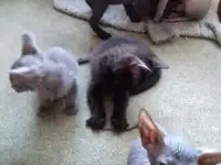 Котята,Донской сфинкс