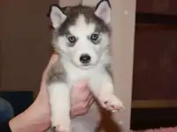 сибирский хаски