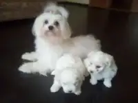 Щенки мальтийской болонки