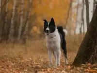 Север ищет дом!, фотография 4