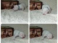 Щенки Аргентинского дога, фотография 10