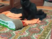 Молодой красивый кот, ласковый., фотография 4