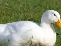 Утка домашняя