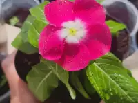 Цветущий круглый год, фотография 11