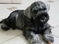Щенки цвергшнауцера