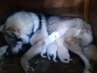 ПродаютсяЩенки западносибирской Лайки