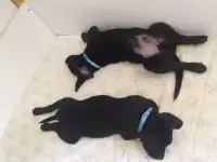 лучший  друг  семьи, фотография 4