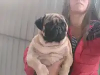 Мопс вязка