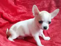 чихуахуа  красавчик Матадор