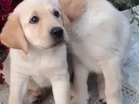 Щенки Лабрадоры