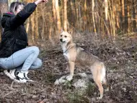 Улыбка на лапках  Бетти 1 год, всего 11 кг счастья!, фотография 3