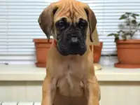 Щенки немецкого дога, фотография 4