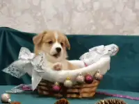 Щенки корги рыжие без хвостиков в Иркутске
