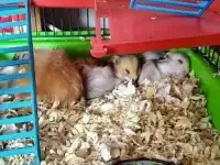 Хомики