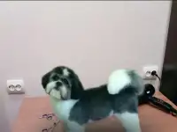 Стрижки собак и кошек, фотография 3
