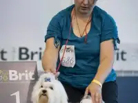 щенок мальтезе