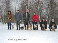 Профессиональная  дрессировка  собак, фотография 5