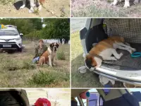 Кобель на вязку, фотография 3