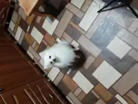 Немецкий шпиц ищет невесту, 1,5 года, вес 6 кг.