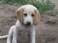 Щенки эстонской гончей.