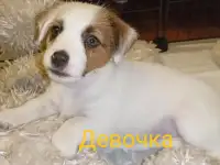 Щенки Джек Рассел терьера, фотография 2