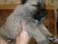 Животные, фотография 2