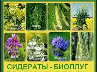 Семена сидератов