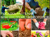 Озеленение участка и посадка растений в Воронеже, фотография 12