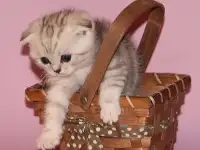 Шотландские котята .