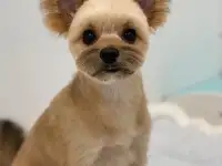 Стрижка собак и кошек., фотография 11