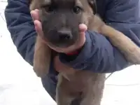 Щенки в добрые руки
