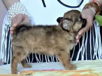 Щенки чихуахуа с док-ми., фотография 4
