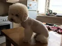 Стрижка собак и кошек, фотография 6