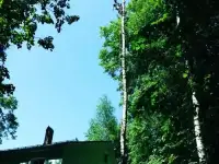 Спилить дерево по частям в Балашихе.