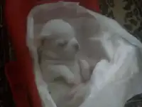 Чишечки