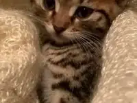Бенгальские котята, фотография 6