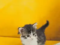 Котёнок бесплатно.