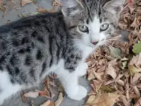 Помогите котёнку найти дом