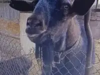 Козел на вязку