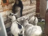 Козы дойные, фотография 2