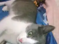 Отдам котенка, фотография 3