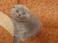 шотландские котята, фотография 6