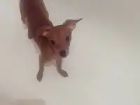 Тойчик